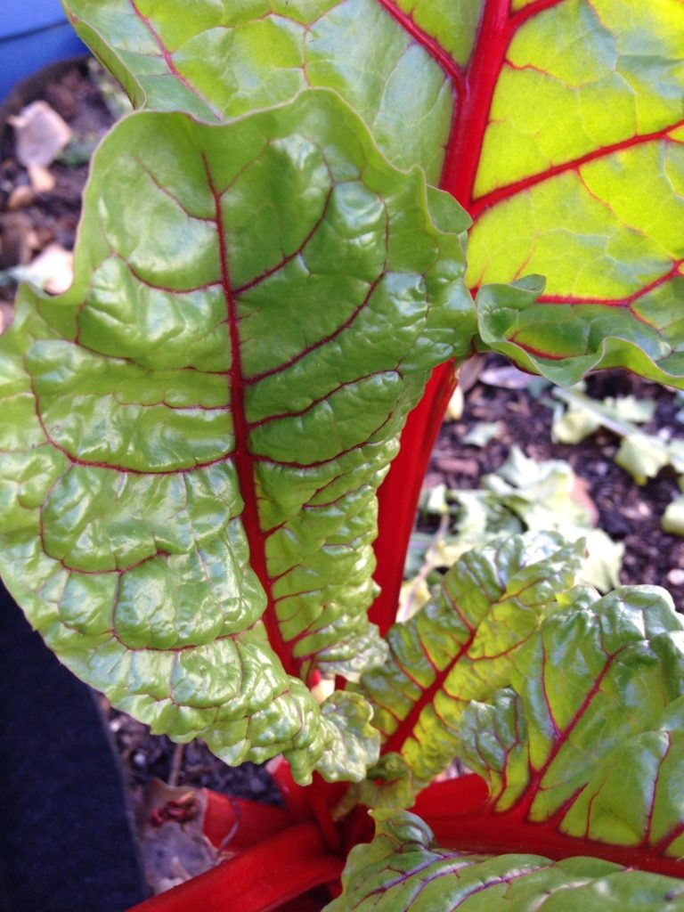 Swiss Chard