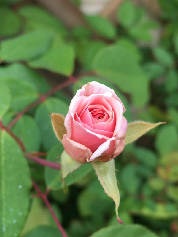 A Guide to Growing Roses in the Desert Gardening in the Desert