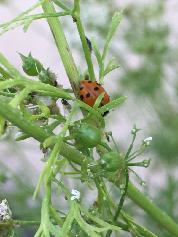 Arizona Vegetable and Fruit Tree Planting Guide: May | Gardening in the ...