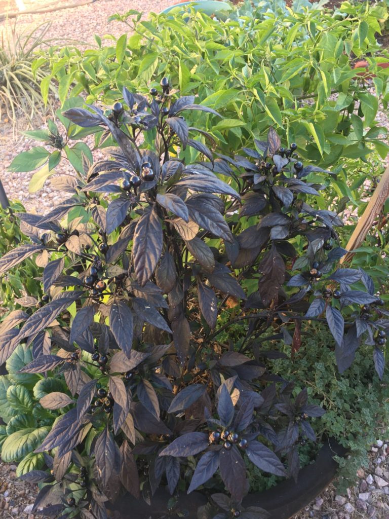 Black Pearl Pepper