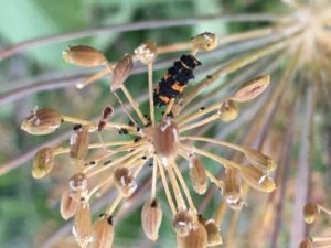 Ladybug larva at work