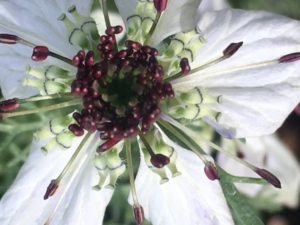 Love in the Mist Flowers