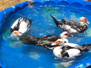 Muscovy ducks