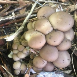 Oyster mushrooms in mulch