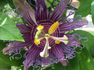 Passionfruit Flower