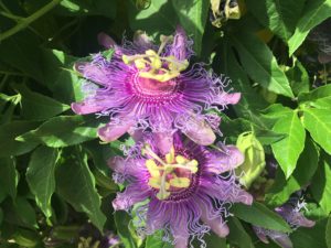 Passionfruit Flowers