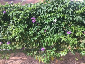 Passionfruit Vine