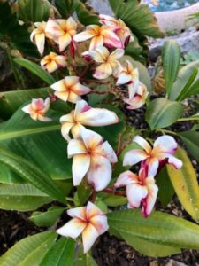 Plumeria Blossoms_