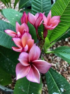 Plumeria in Bloom