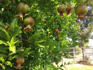 Pomegranate Tree