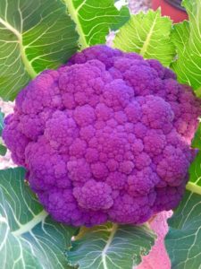 Purple Cauliflower