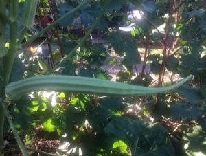 Ridiculously large okra_