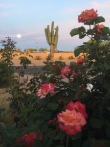 Roses at Dusk