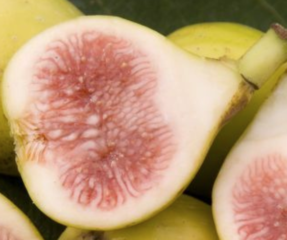 Peter's Honey Fig