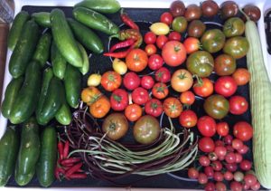 Summer Harvest