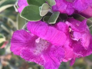 Texas Sage- For the pollinatora