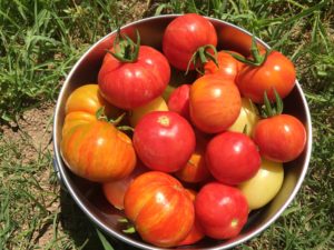 Tomato Harvest