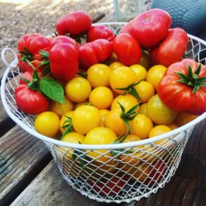 Tomato Harvesting