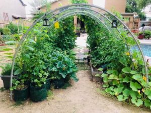 Trellis Hoop