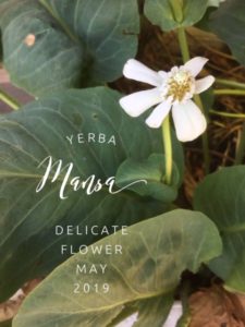 Yerba Mansa