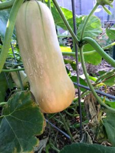 ardenelli-farms-bn-squash