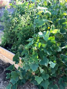 ardenelli-farms-raised-bed