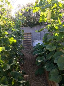 ardenelli-farms-raised-beds