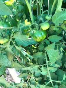 ardenelli-farms-tomatoes