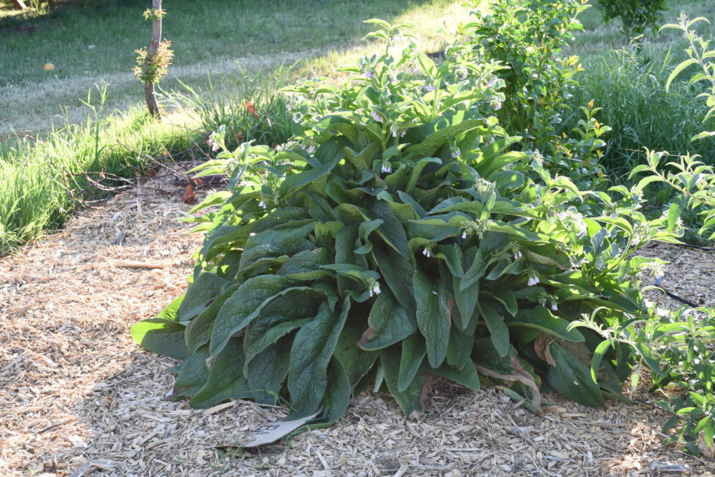 Comfrey