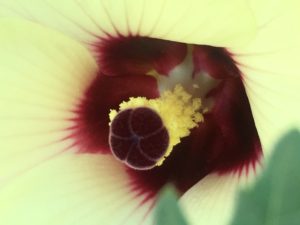 okra flower