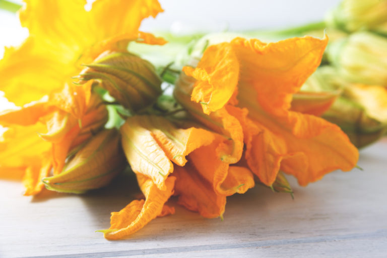 Keeping Squash Blossoms Fresh Gardening in the Desert